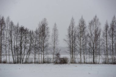 deep snow in forest in winter. overcast day