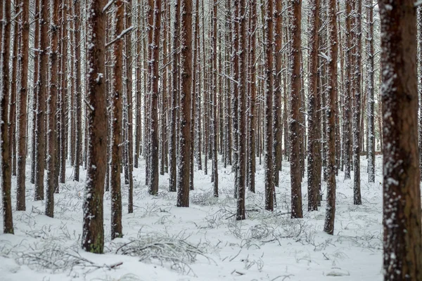 Zimą Głęboki Śnieg Lesie Dzień Zachmurzenie — Zdjęcie stockowe