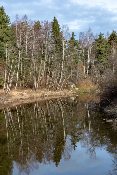 dirty forest river in spring. water contaminated with old tree trunks and leftovers