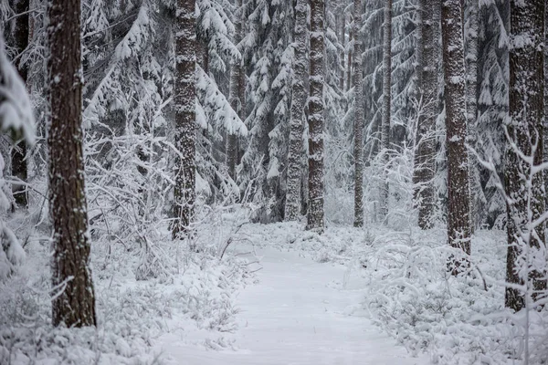 Nieve Profunda Bosque Invierno Día Nublado — Foto de Stock