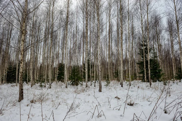 Neve Profunda Floresta Inverno Dia Nublado — Fotografia de Stock