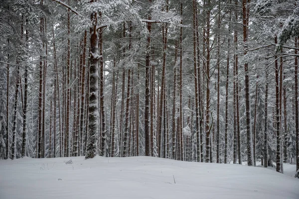 Глубокий Снег Лесу Зимой Пасмурный День — стоковое фото