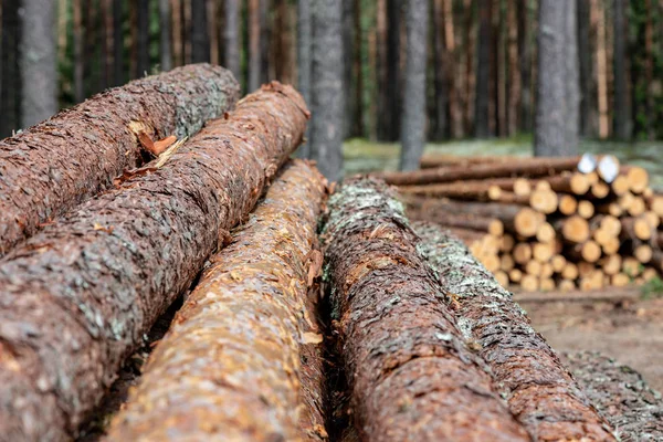 Odříznout Stromy Dřevěné Klády Lese Pilotách Pro Dopravu — Stock fotografie