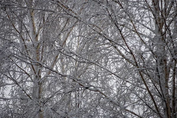 Глибокий Сніг Лісі Взимку Звільнений День — стокове фото