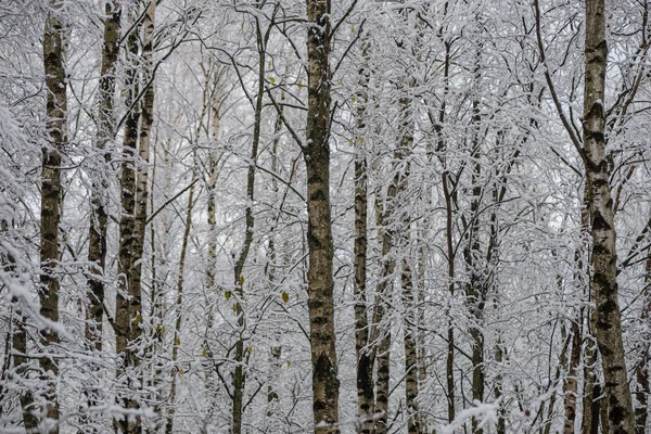 Neve Profonda Nella Foresta Inverno Giorno Coperto — Foto Stock