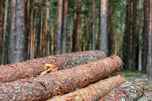 Odříznout Stromy Dřevěné Klády Lese Pilotách Pro Dopravu — Stock fotografie