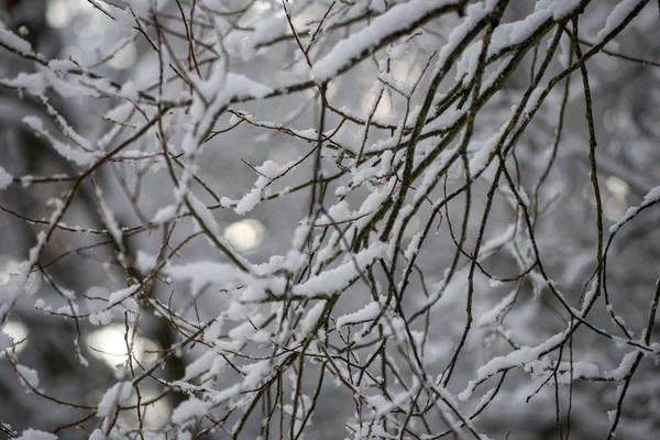 Djup Snö Skogen Vintern Mulen Dag — Stockfoto