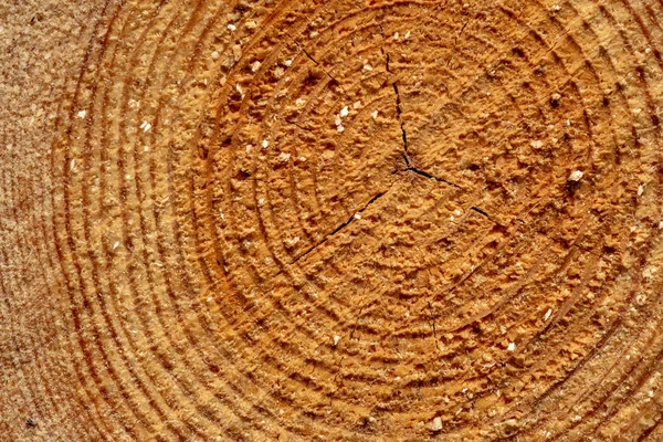 Tagliare Tronchi Albero Tronchi Legno Nella Foresta Mucchi Trasporto — Foto Stock