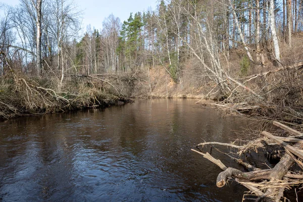 dirty forest river in spring. water contaminated with old tree trunks and leftovers