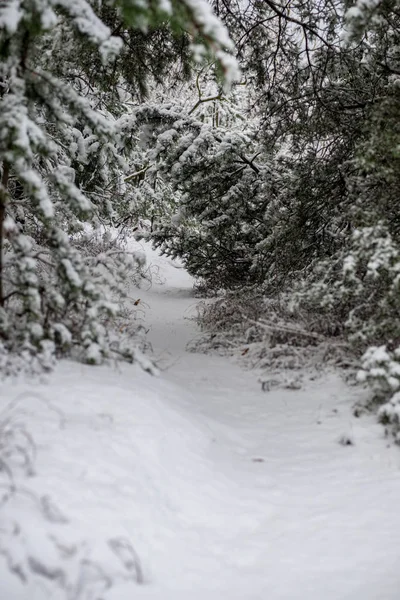 Глубокий Снег Лесу Зимой Пасмурный День — стоковое фото