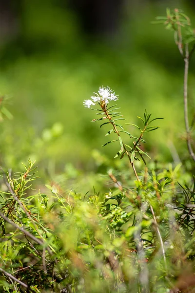 Follaje Verde Fresco Del Bosque Verano Con Troncos Árbol Día —  Fotos de Stock