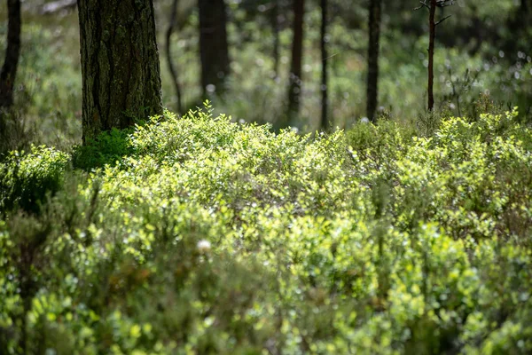 Güneşli Bir Gün Ağaç Gövdeleri Ile Taze Yeşil Yaz Orman — Stok fotoğraf