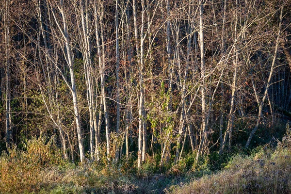 First Winter Frost Sunrise Light Countryside Frosty Tree Leaves Grass — Stock Photo, Image