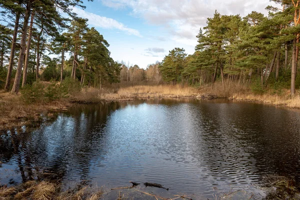 Smutsig Skogsälv Våren Vatten Förorenat Med Gamla Träd Stammar Och — Stockfoto