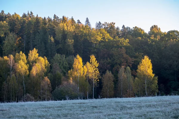 Primeira Geada Inverno Luz Nascer Sol Campo Folhas Árvores Geladas — Fotografia de Stock