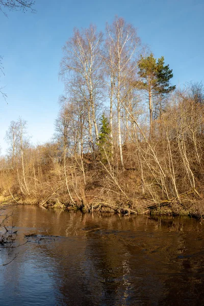 Baharda Kirli Orman Nehri Eski Ağaç Gövdeleri Kalan Ile Kontamine — Stok fotoğraf