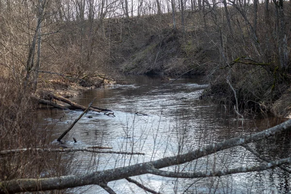 dirty forest river in spring. water contaminated with old tree trunks and leftovers