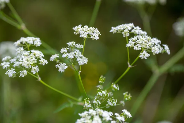 Frunziș Proaspăt Verde Vară Pădure Trunchiuri Copaci Ziua Însorită — Fotografie, imagine de stoc