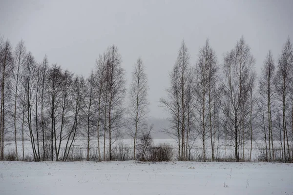 冬の森の深い雪 曇りの日 — ストック写真