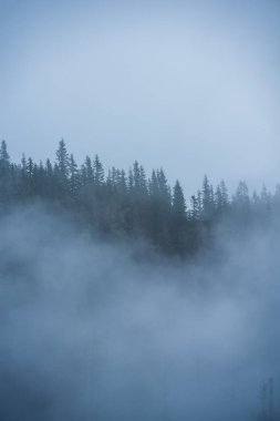 Slovakya Tatra dağlarında orman vadilerinden yükselen sis. yukarıdan görülen güneşli bir gün, bulutların üzerinde yürüme