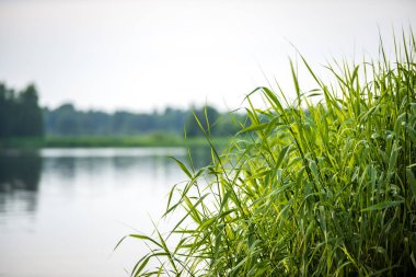 yeşil yaprakları ve gölgeleri ile güneşli yaz gününde doğal orman gölü. bulutların yansımaları ile sakin su