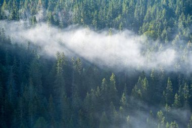 Slovakya Tatra dağlarında orman vadilerinden yükselen sis. yukarıdan görülen güneşli bir gün, bulutların üzerinde yürüme