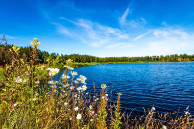yeşil yaprakları ve gölgeleri ile güneşli yaz gününde doğal orman gölü. bulutların yansımaları ile sakin su