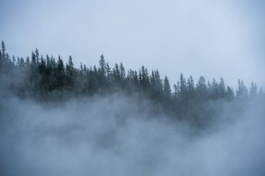 Slovakya Tatra dağlarında orman vadilerinden yükselen sis. yukarıdan görülen güneşli bir gün, bulutların üzerinde yürüme