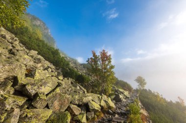 Slovakya Tatra dağlarında orman vadilerinden yükselen sis. yukarıdan görülen güneşli bir gün, bulutların üzerinde yürüme