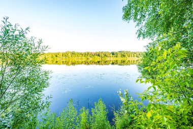 yeşil yaprakları ve gölgeleri ile güneşli yaz gününde doğal orman gölü. bulutların yansımaları ile sakin su