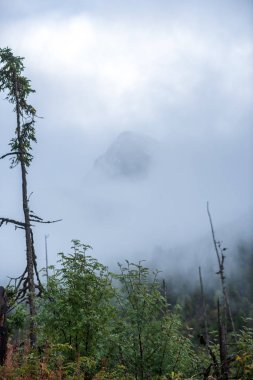 Slovakya Tatra dağlarında orman vadilerinden yükselen sis. yukarıdan görülen güneşli bir gün, bulutların üzerinde yürüme