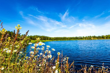 yeşil yaprakları ve gölgeleri ile güneşli yaz gününde doğal orman gölü. bulutların yansımaları ile sakin su