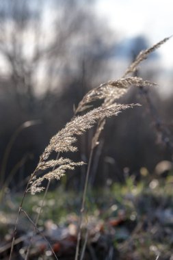 çim ilkbaharda bulanıklık arka plan üzerinde eğilir