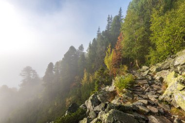 Slovakya Tatra dağlarında orman vadilerinden yükselen sis. yukarıdan görülen güneşli bir gün, bulutların üzerinde yürüme