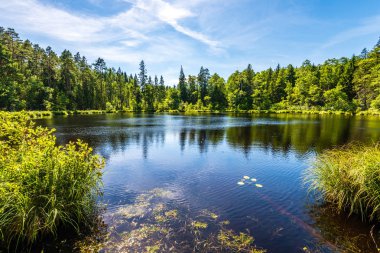 yeşil yaprakları ve gölgeleri ile güneşli yaz gününde doğal orman gölü. bulutların yansımaları ile sakin su