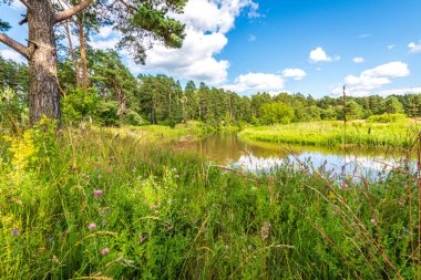 yeşil yaprakları ve gölgeleri ile güneşli yaz gününde doğal orman gölü. bulutların yansımaları ile sakin su