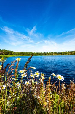 yeşil yaprakları ve gölgeleri ile güneşli yaz gününde doğal orman gölü. bulutların yansımaları ile sakin su