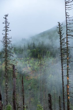 Slovakya Tatra dağlarında orman vadilerinden yükselen sis. yukarıdan görülen güneşli bir gün, bulutların üzerinde yürüme