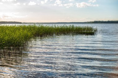 yeşil yaprakları ve gölgeleri ile güneşli yaz gününde doğal orman gölü. bulutların yansımaları ile sakin su