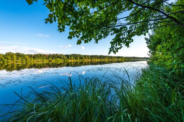 yeşil yaprakları ve gölgeleri ile güneşli yaz gününde doğal orman gölü. bulutların yansımaları ile sakin su