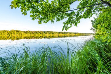 yeşil yaprakları ve gölgeleri ile güneşli yaz gününde doğal orman gölü. bulutların yansımaları ile sakin su