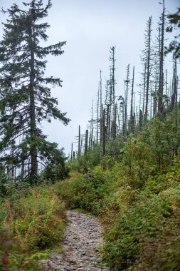 Slovakya Tatra dağlarında orman vadilerinden yükselen sis. yukarıdan görülen güneşli bir gün, bulutların üzerinde yürüme