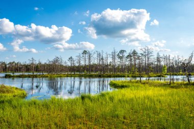yeşil yaprakları ve gölgeleri ile güneşli yaz gününde doğal orman gölü. bulutların yansımaları ile sakin su