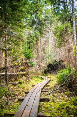 Güneşli bir günde, ıslak ormanda tahta kaldırım.