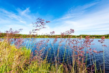 yeşil yaprakları ve gölgeleri ile güneşli yaz gününde doğal orman gölü. bulutların yansımaları ile sakin su