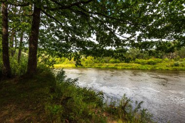 yeşil yaprakları ve gölgeleri ile güneşli yaz gününde doğal orman gölü. bulutların yansımaları ile sakin su