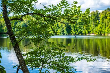 yeşil yaprakları ve gölgeleri ile güneşli yaz gününde doğal orman gölü. bulutların yansımaları ile sakin su