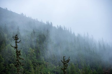 Slovakya Tatra dağlarında orman vadilerinden yükselen sis. yukarıdan görülen güneşli bir gün, bulutların üzerinde yürüme