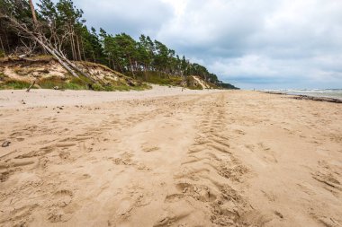 kum üzerinde ağaçlardan dramatik bulutlar ve gölgeler ile fırtına öncesi boş deniz plajı. yüksek rüzgar