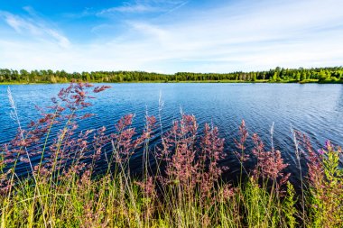 yeşil yaprakları ve gölgeleri ile güneşli yaz gününde doğal orman gölü. bulutların yansımaları ile sakin su